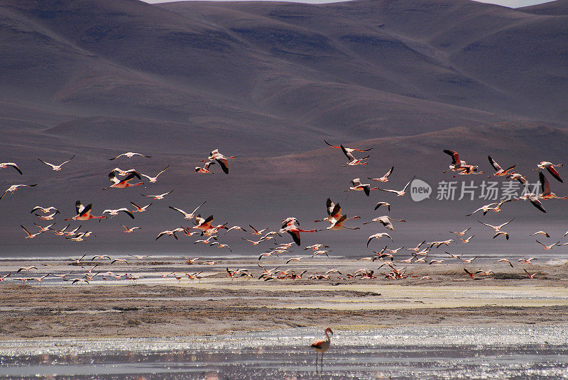 火烈鸟(Phoenicopterus sp)。